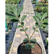 Бересклет крилатий 'Fire Ball' (Euonymus alatus 'Fire Ball') 